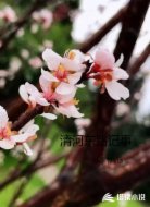 清河东路记事